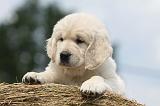 GOLDEN RETRIEVER 696
